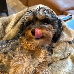 Meet your Posher, Mia